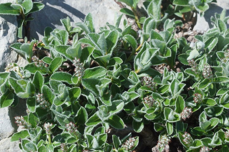 Salix pyrenaica photo 6