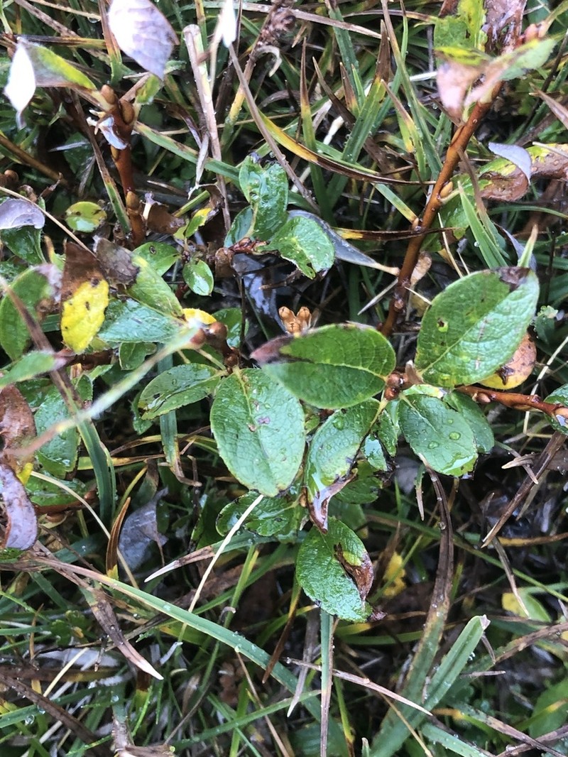 Salix pyrenaica photo 7