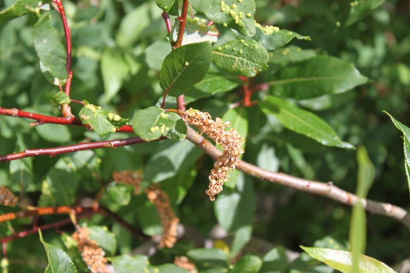 Balsam Willow