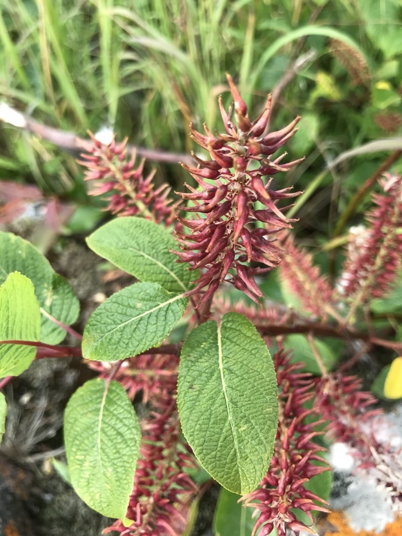 Balsam Willow photo 4
