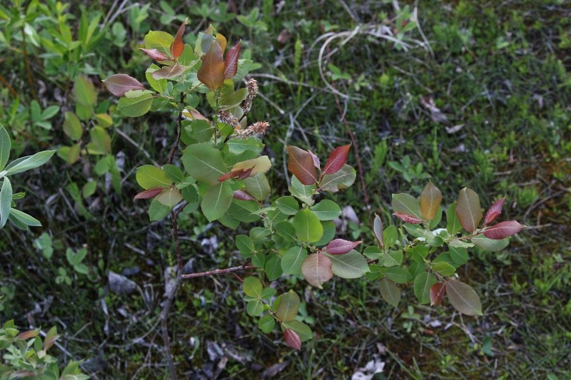 Balsam Willow photo 5