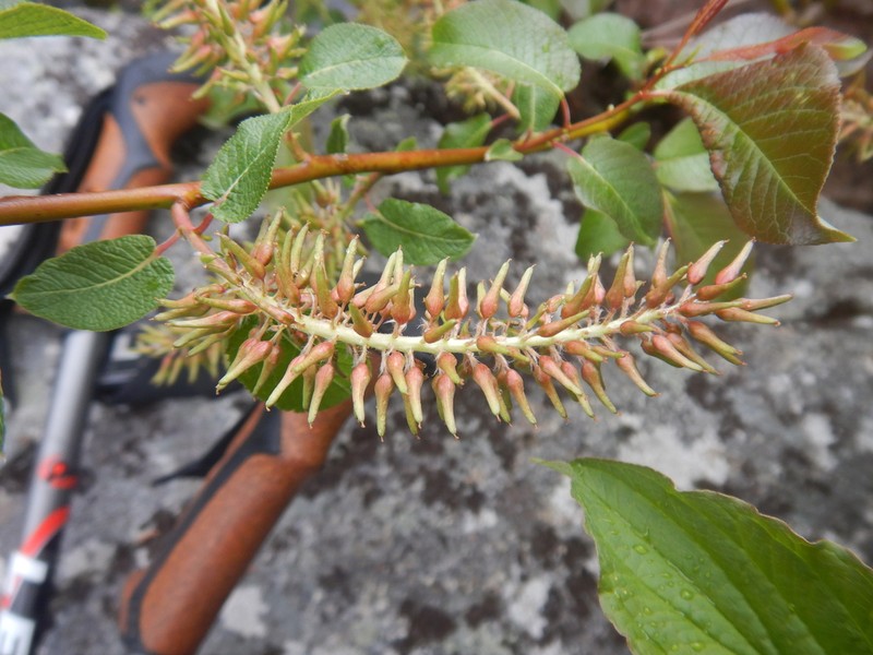 Balsam Willow photo 6
