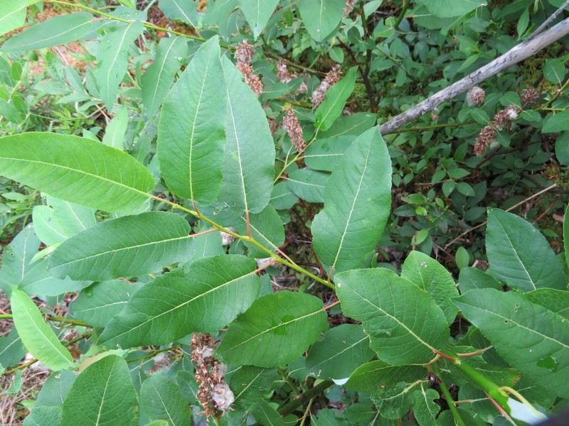 Balsam Willow photo 7
