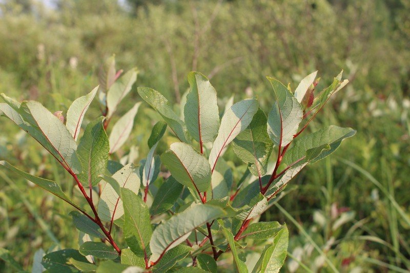 Balsam Willow photo 8