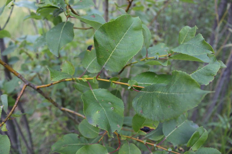Salix pyrolifolia
