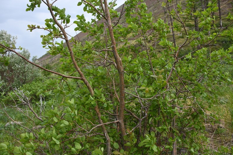 Salix pyrolifolia photo 2