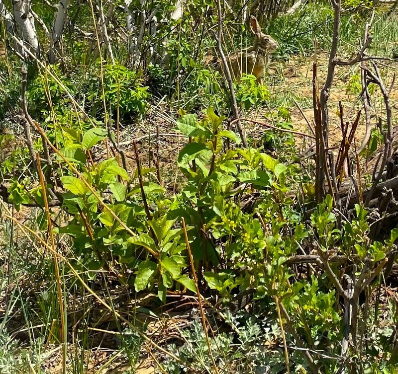 Salix pyrolifolia photo 3