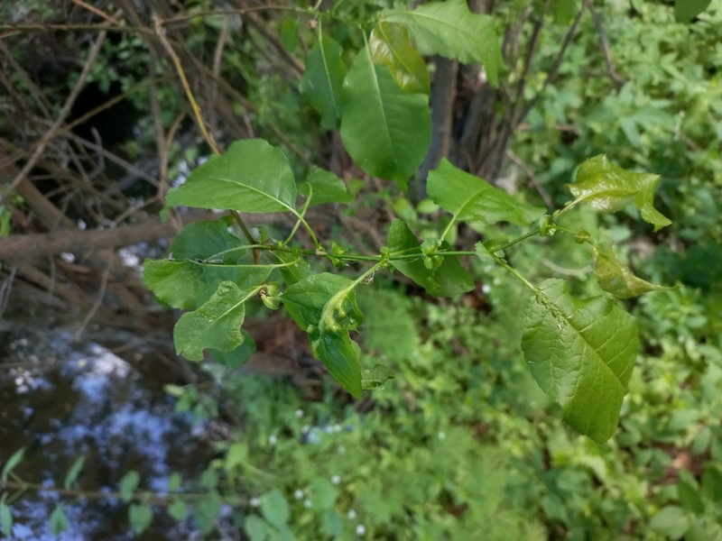 Salix pyrolifolia photo 4