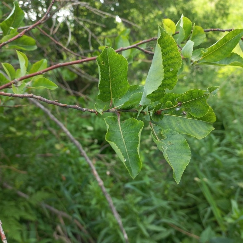 Salix pyrolifolia photo 5
