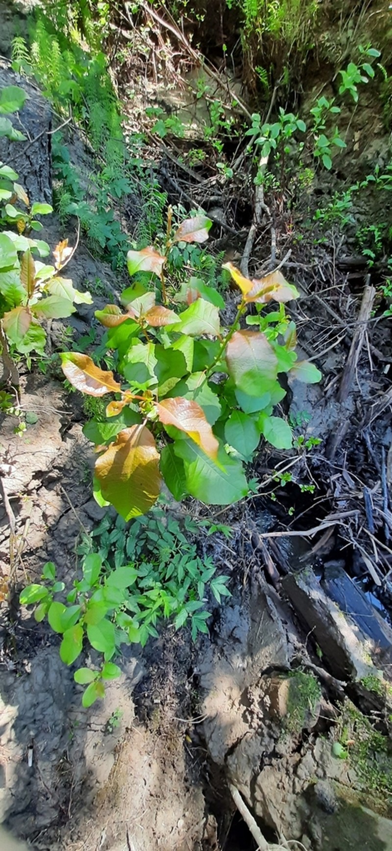 Salix pyrolifolia photo 6