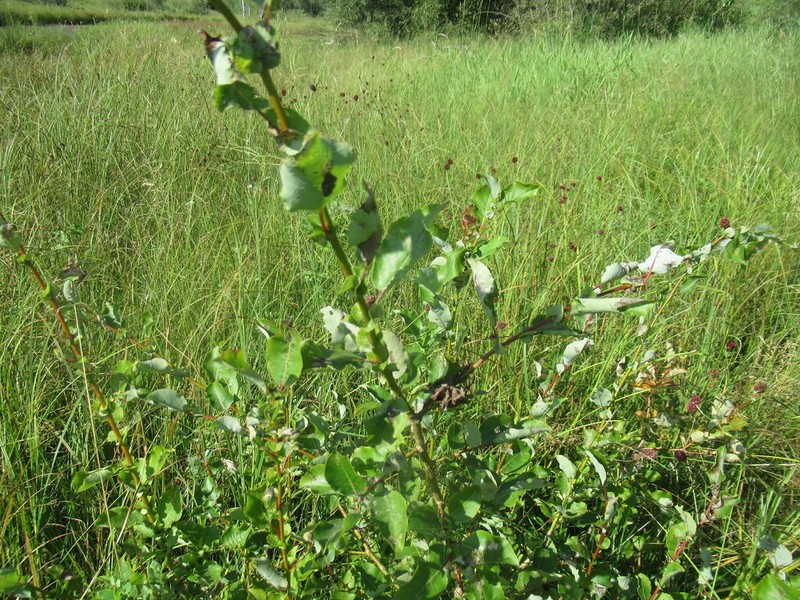 Salix pyrolifolia photo 7