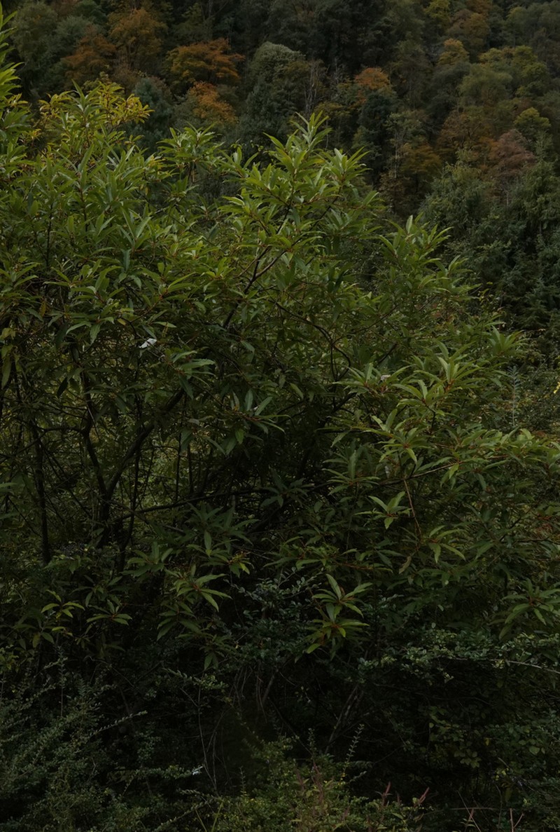 Salix radinostachya