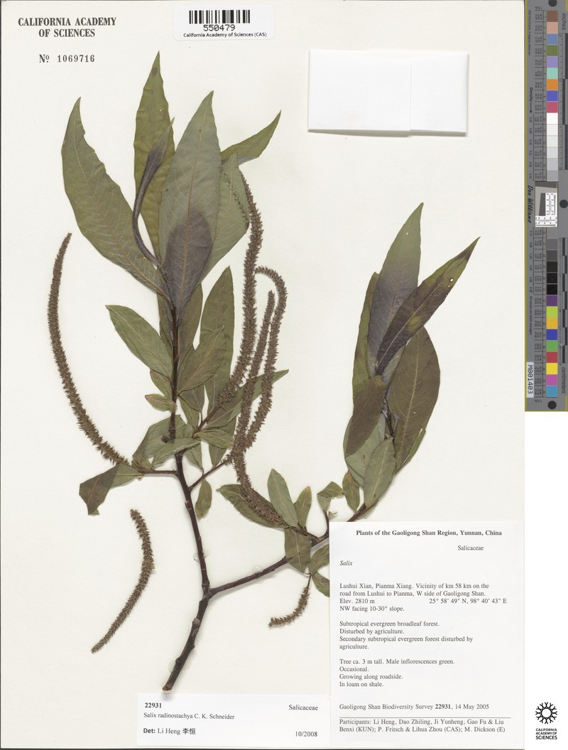 Salix radinostachya photo 2