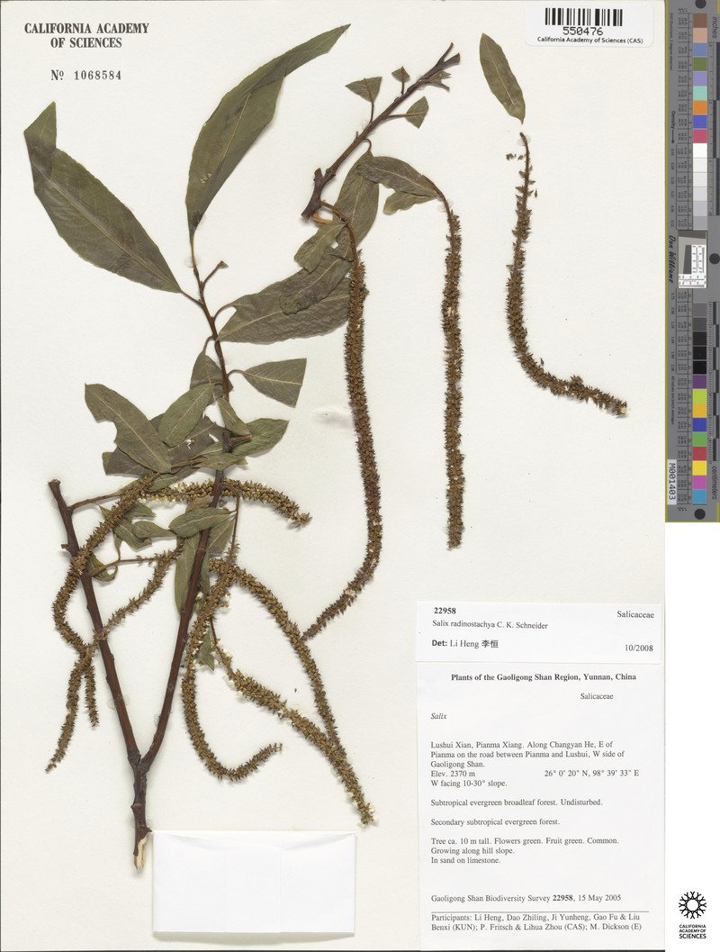 Salix radinostachya photo 3