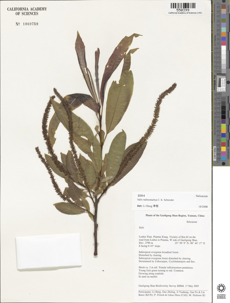 Salix radinostachya photo 4