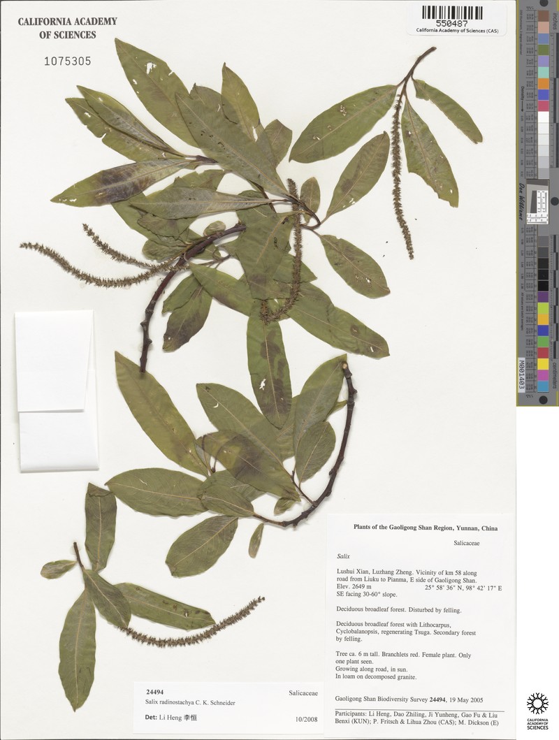 Salix radinostachya photo 5