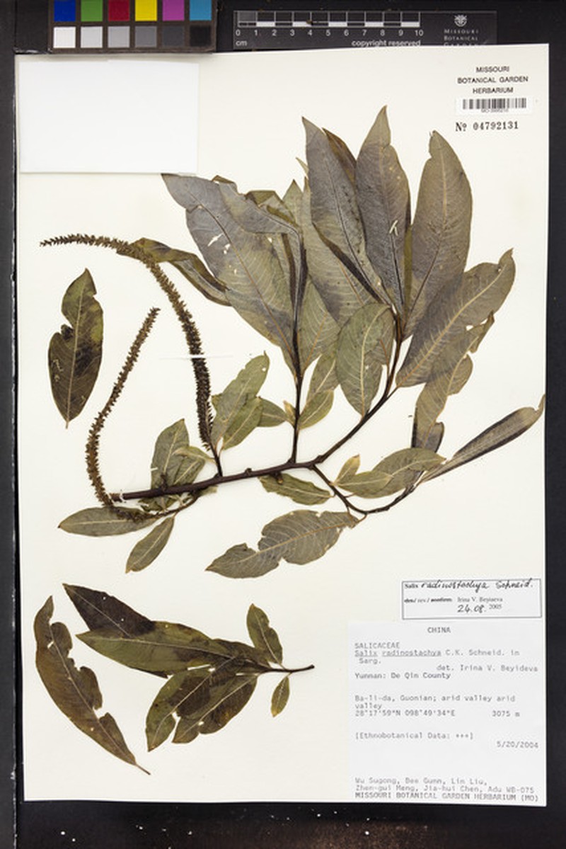 Salix radinostachya photo 6
