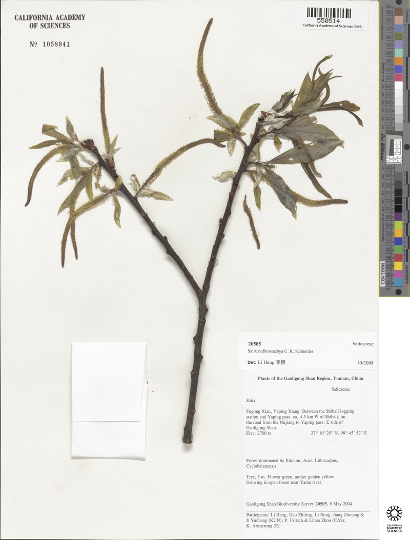 Salix radinostachya photo 7