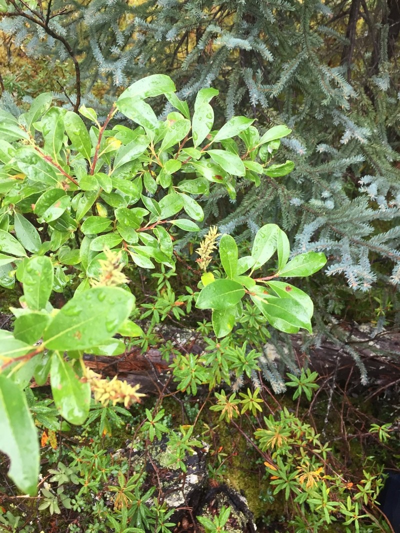 Raup's Willow photo 2