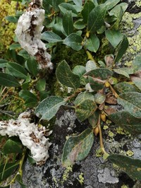 Salix rectijulis