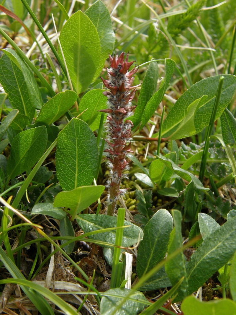 Salix rectijulis photo 2