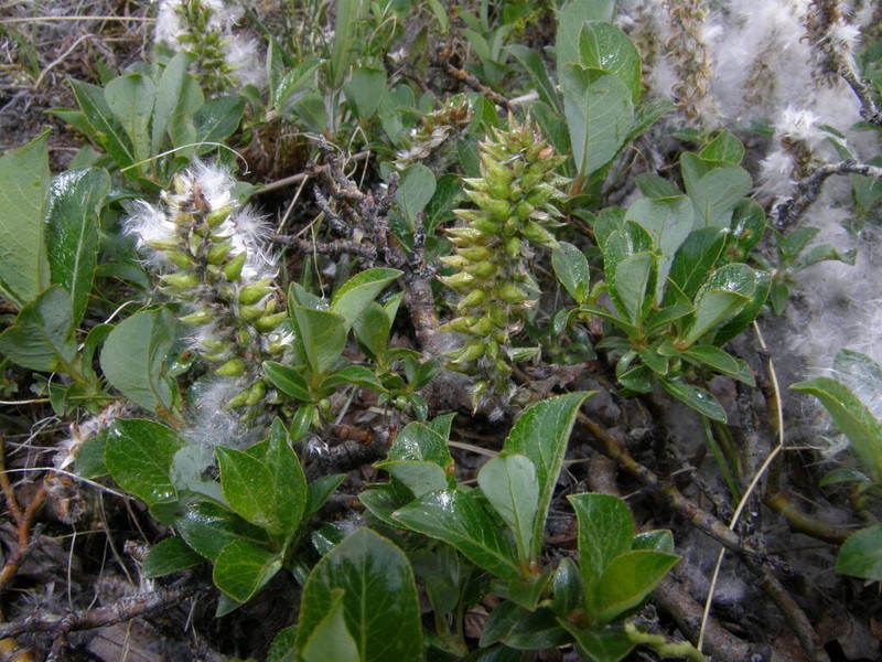 Salix rectijulis photo 3