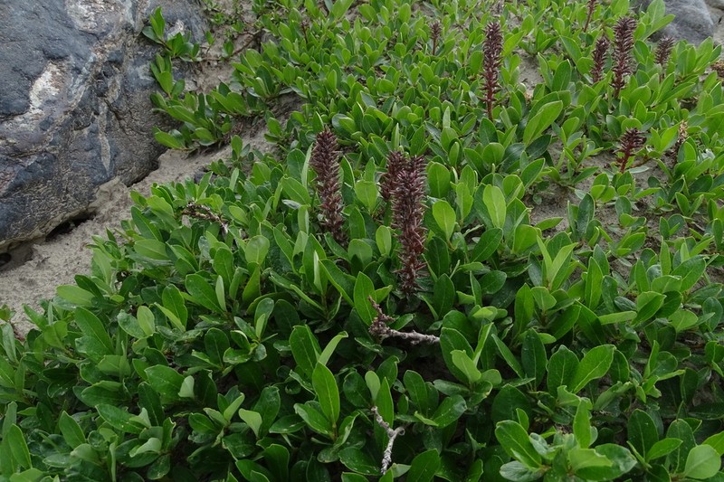 Salix rectijulis photo 4