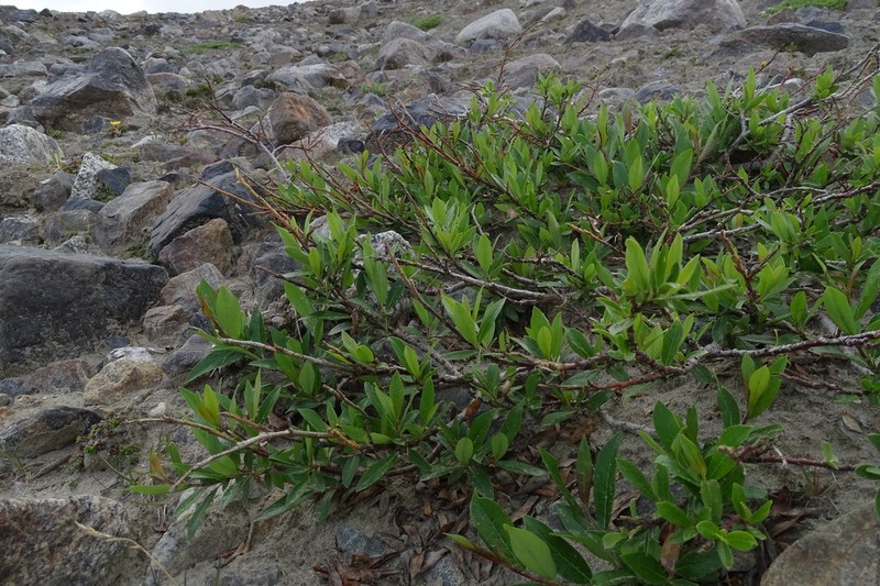 Salix rectijulis photo 5