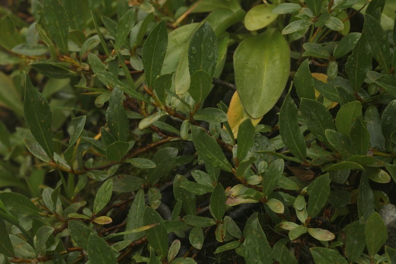 Salix rectijulis photo 7