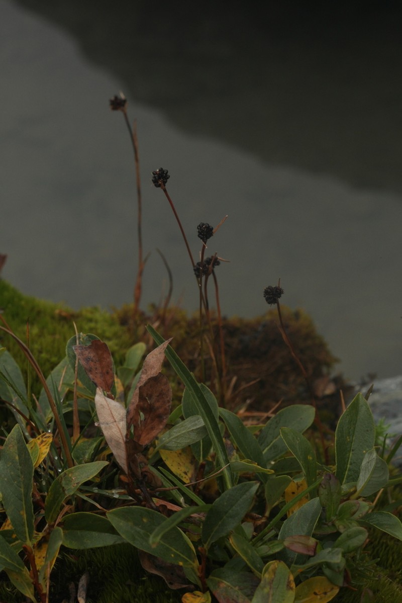 Salix rectijulis photo 8