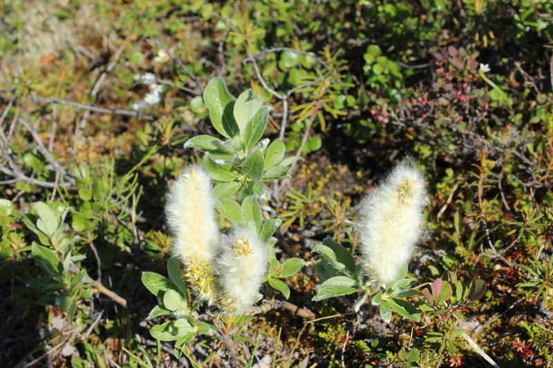 Salix recurvigemmata