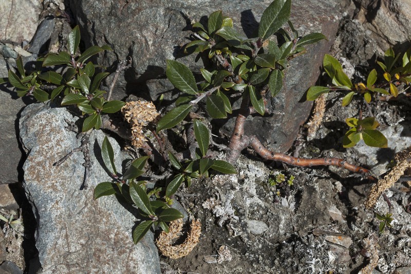 Salix recurvigemmata photo 2