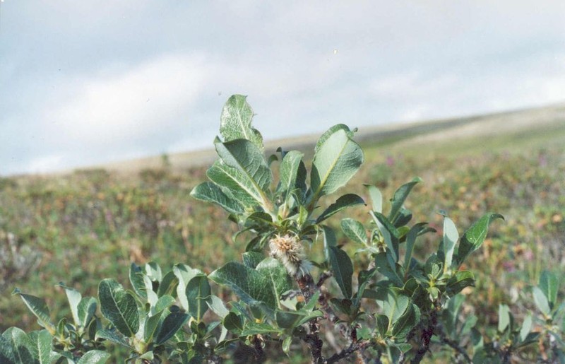Salix recurvigemmata photo 3