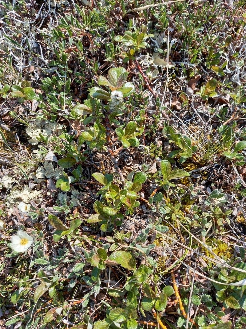 Salix recurvigemmata photo 4