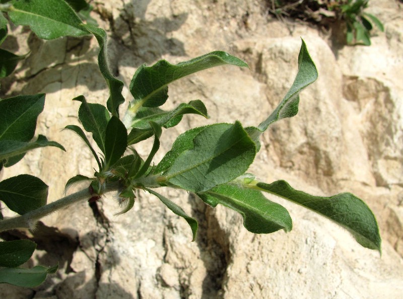 Salix recurvigemmata photo 5