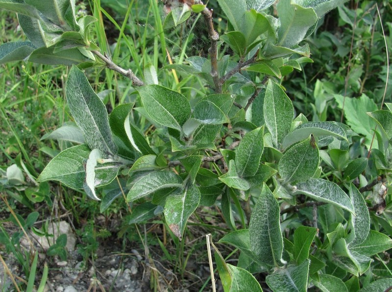 Salix recurvigemmata photo 6