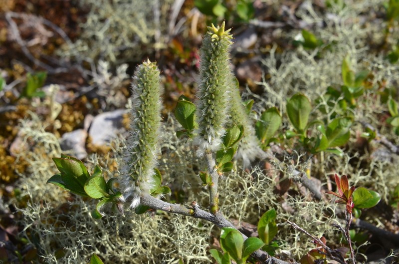 Salix recurvigemmata photo 7