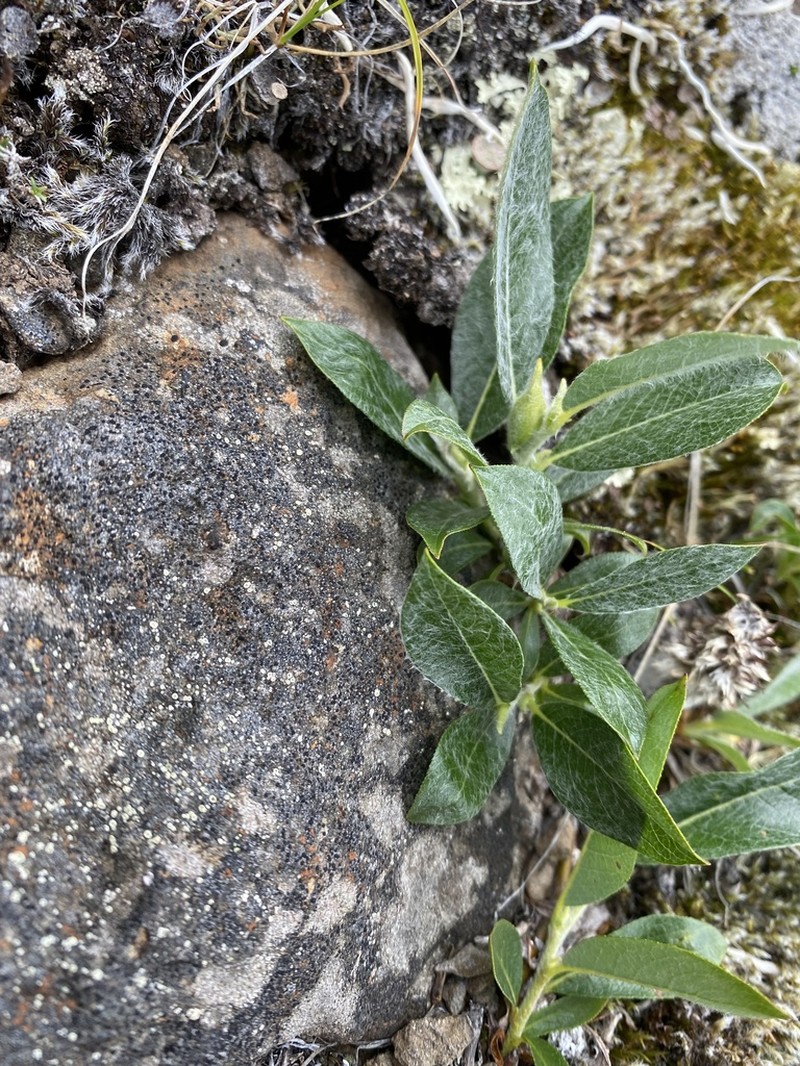 Salix recurvigemmata photo 8