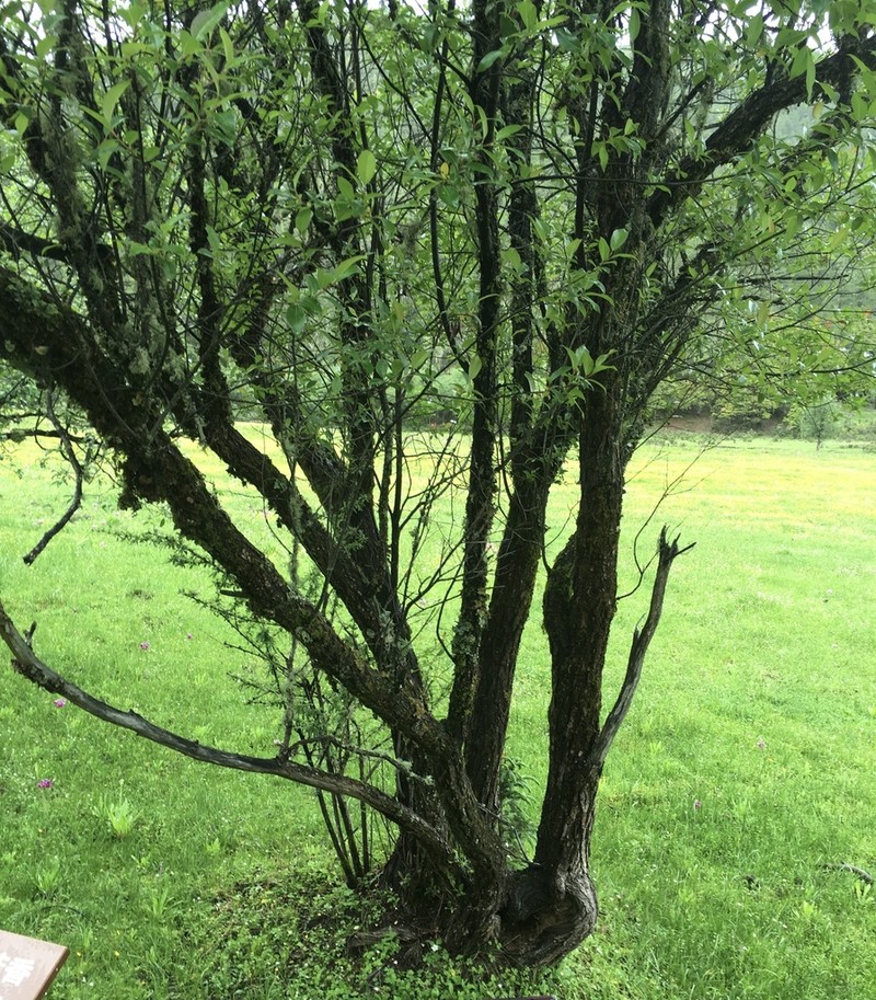 Salix rehderiana