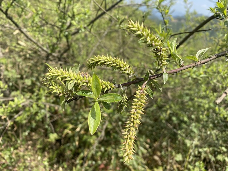 Salix rehderiana photo 2