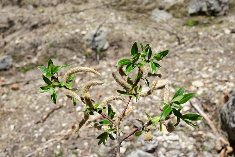 Salix rehderiana photo 3