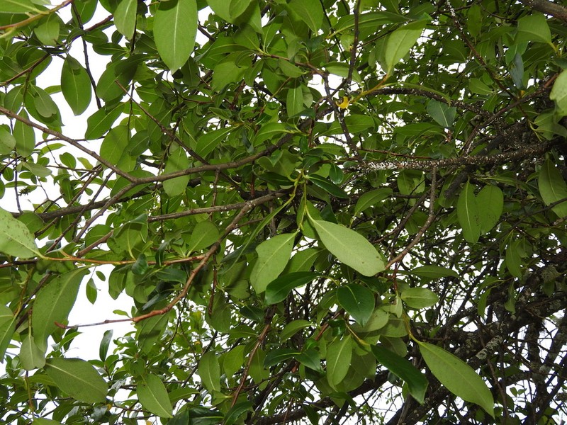Salix rehderiana photo 4