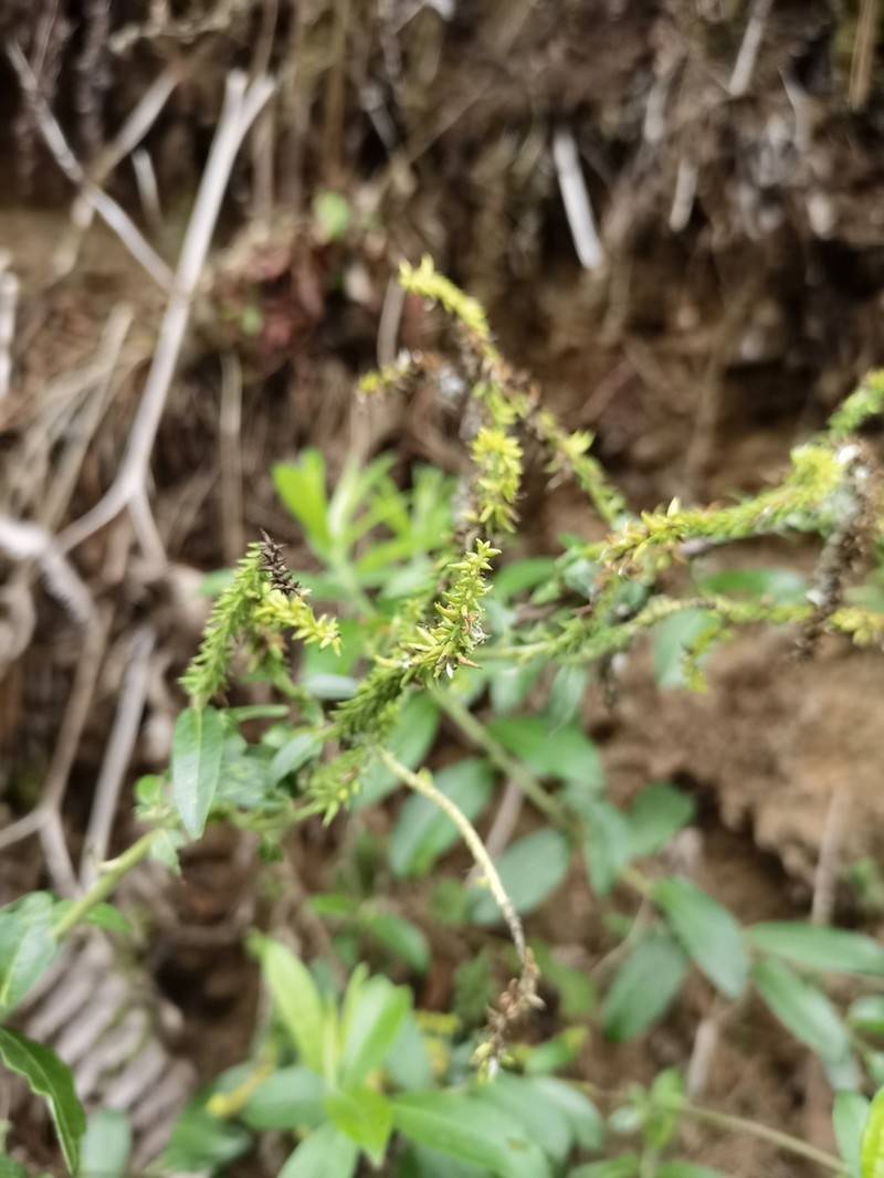 Salix rehderiana photo 5