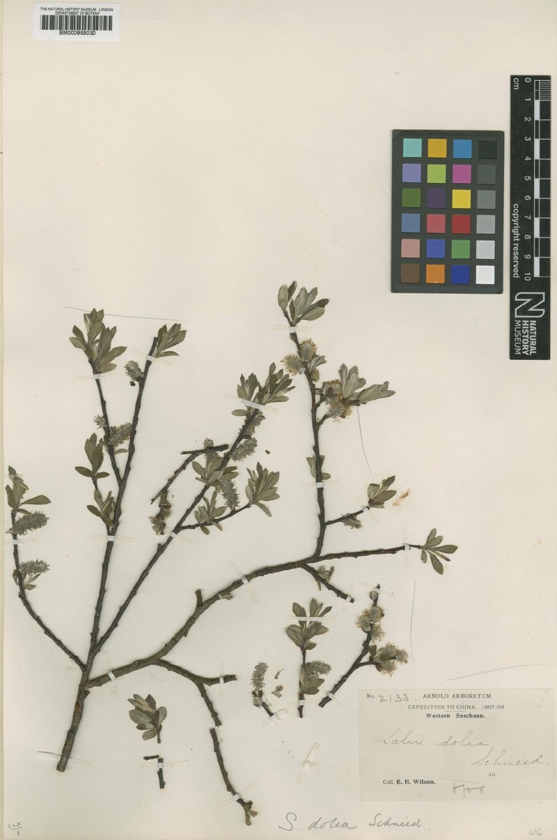 Salix rehderiana photo 6