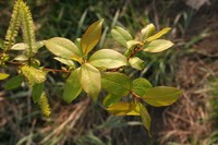 Salix reinii
