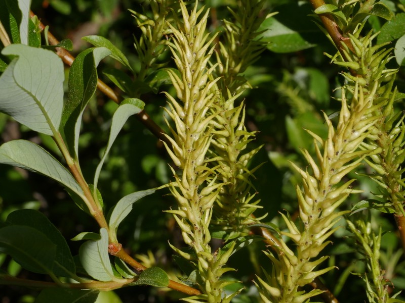 Salix reinii photo 2