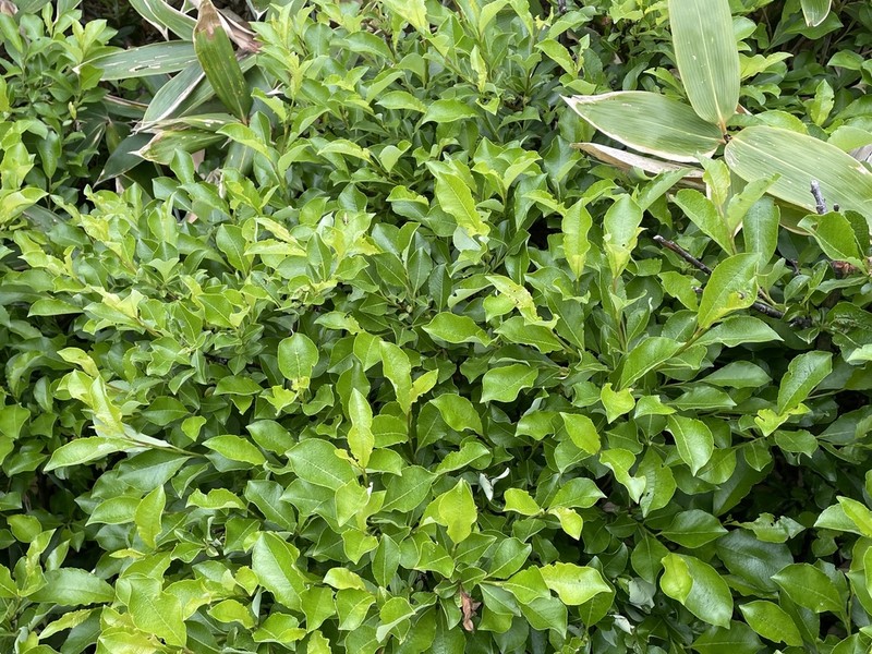 Salix reinii photo 3