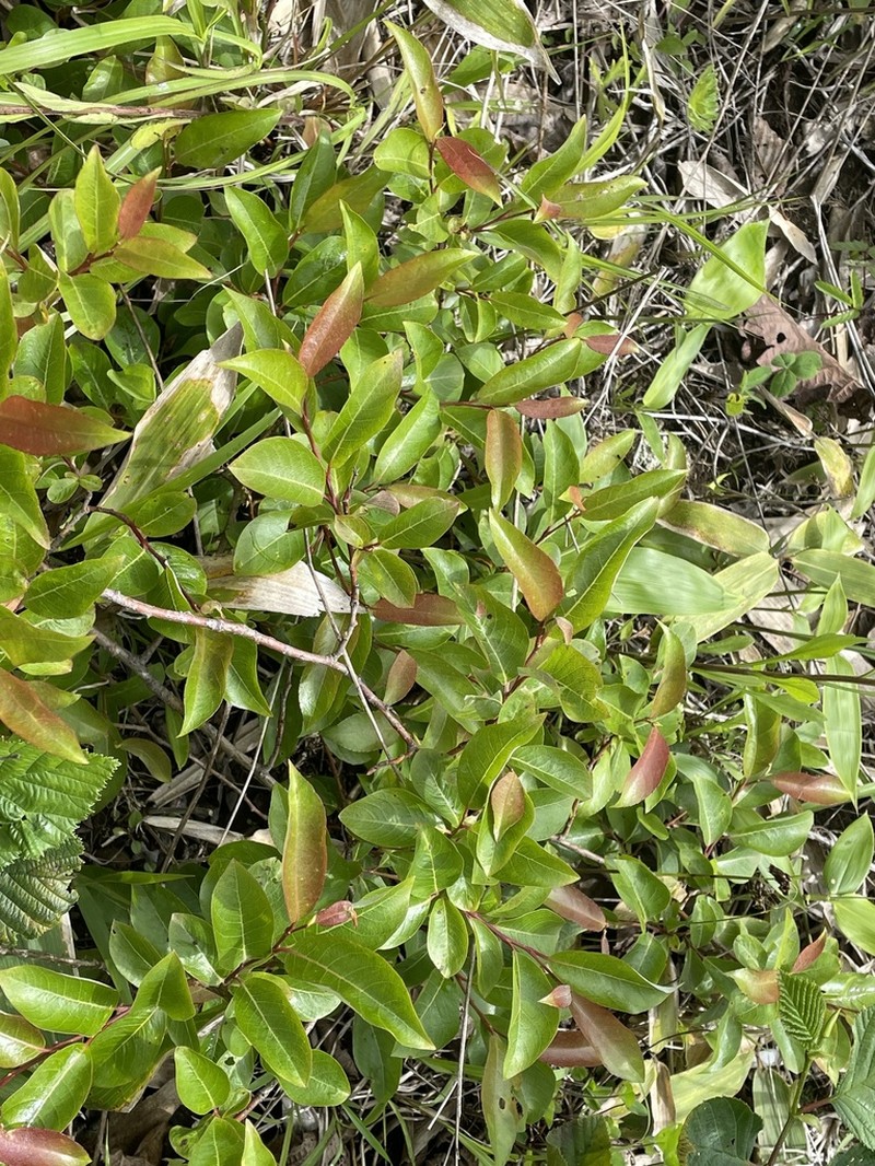 Salix reinii photo 4