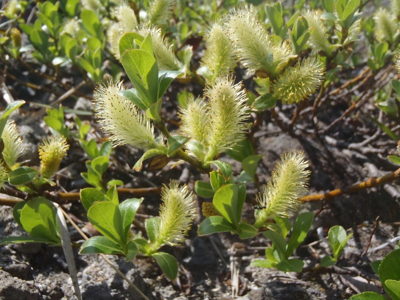 Salix reinii photo 6