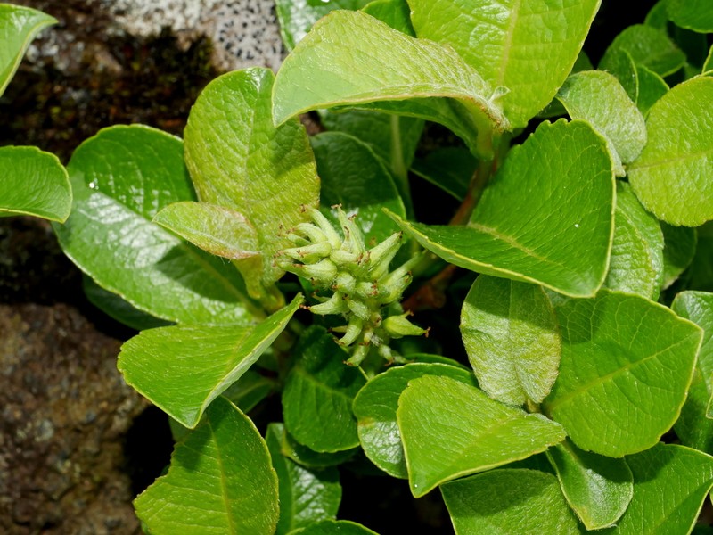 Salix reinii photo 7